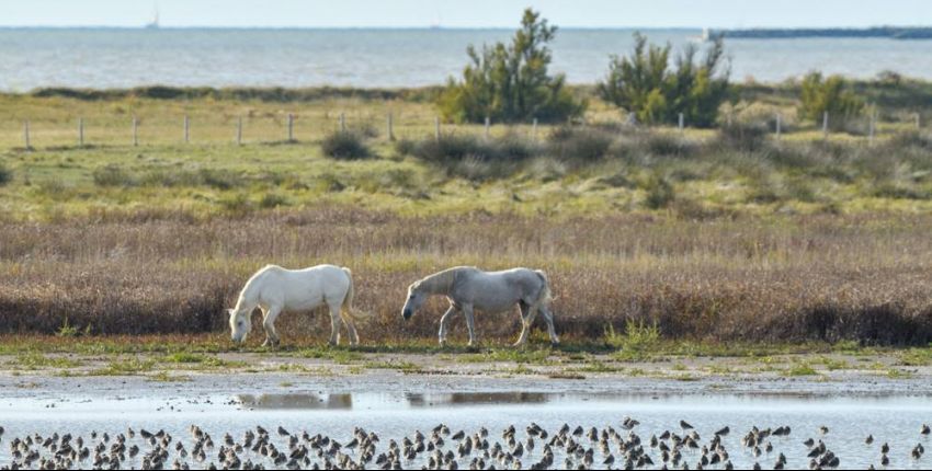 Où observer les animaux en liberté à La Rochelle et en Charente-Maritime : découvrez la faune locale avec les Échappées Nature