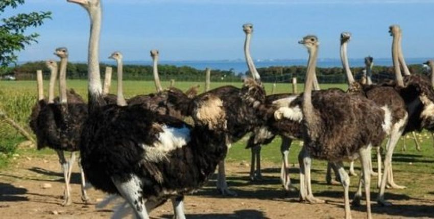 L'autruche de Laurette : ferme pédagogique et élevage d'autruches à Marsilly