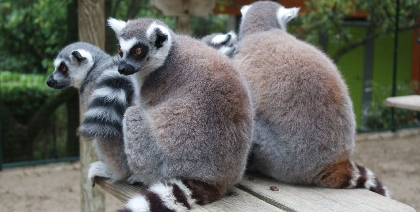 Zoo de la Palmyre, le Parc zoologique de La Palmyre