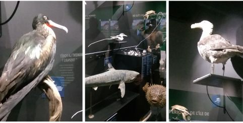 Dessine les animaux du Muséum d'Histoire Naturelle à La Rochelle