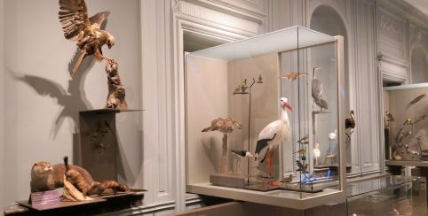 "A la rencontre des petites bêtes" atelier au Muséum de La Rochelle