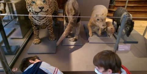 Qui mange quoi ? Atelier en famille au Muséum d'Histoire Naturelle de La Rochelle
