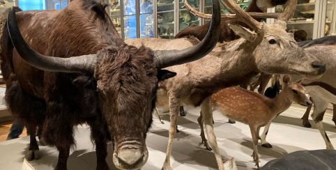 "Mais comment sont conservés les animaux au Muséum ? " atelier famille au Muséum de La Rochelle