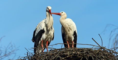 Sortie découverte de la Cigogne blanche, en famille à Vitrezay Echappées Nature sur l'Estuaire de la Gironde
