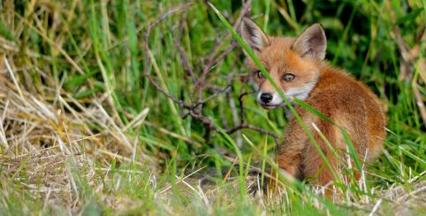 "Le Renard de Vitrezay" animation pour les 3-6 ans à Vitrezay Echappées Nature