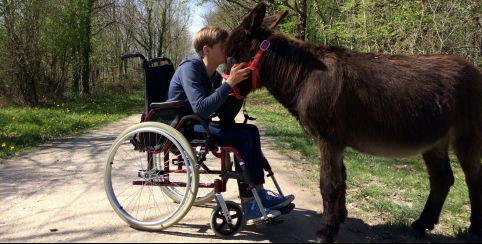 Journées Portes ouvertes "Ânes et personnes fragiles ou en situation de handicap" avec les Ânes de la Rêverie, entre Saintes et Cognac