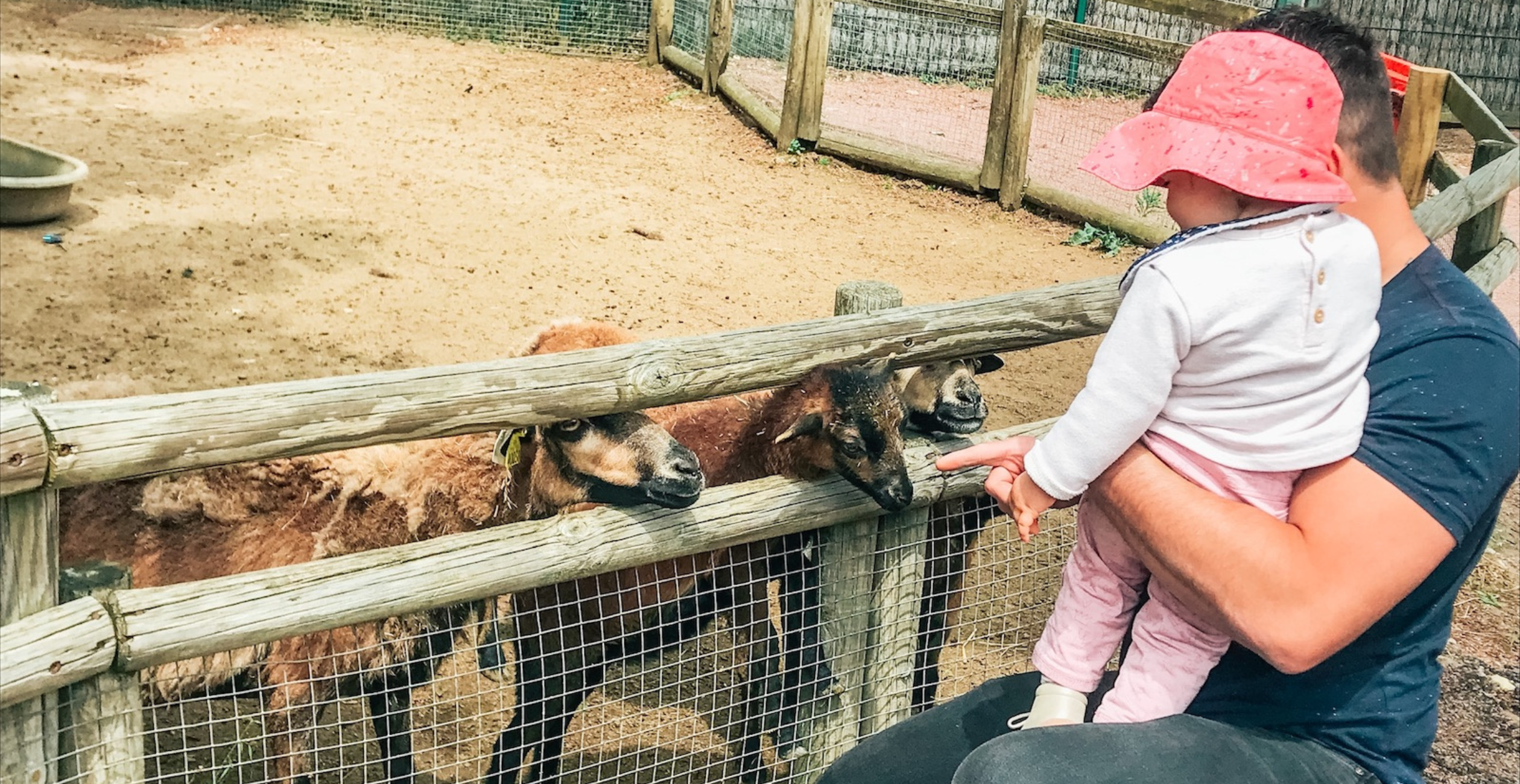 Balade au parc animalier La Ferme de Magné, entre Saintes, Rochefort et Royan