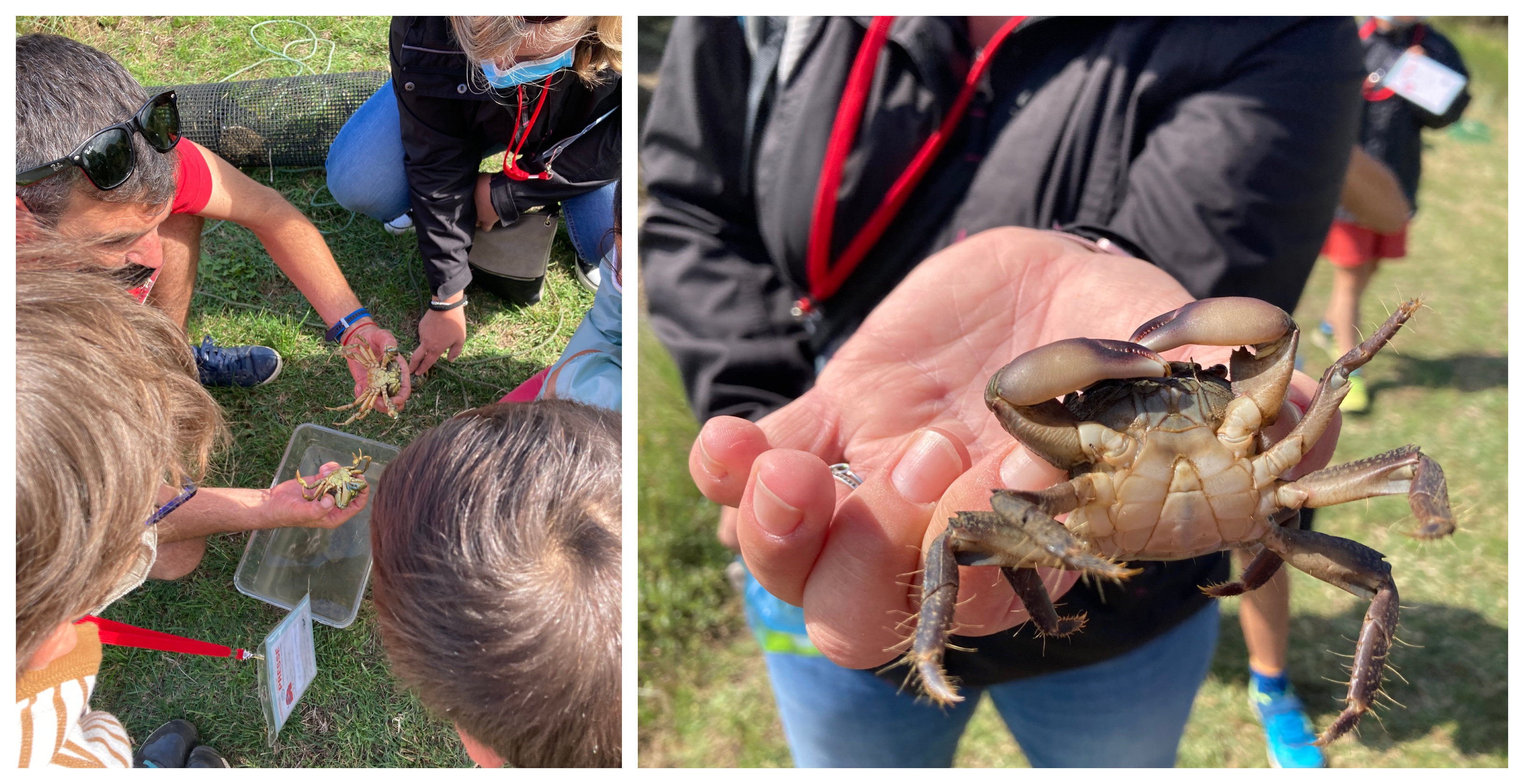 "Attraper les crabes" atelier dès 7 ans cet été à La Cité de l'Huître à Marennes