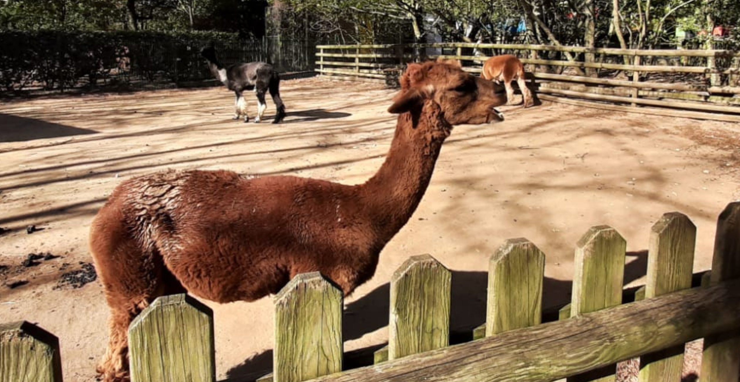 Où voir des animaux près de La Rochelle, Royan, Angoulême ou Saintes