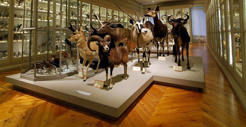 Animation en famille "Espèces, d'espèces !" au Muséum d'Histoire Naturelle de La Rochelle