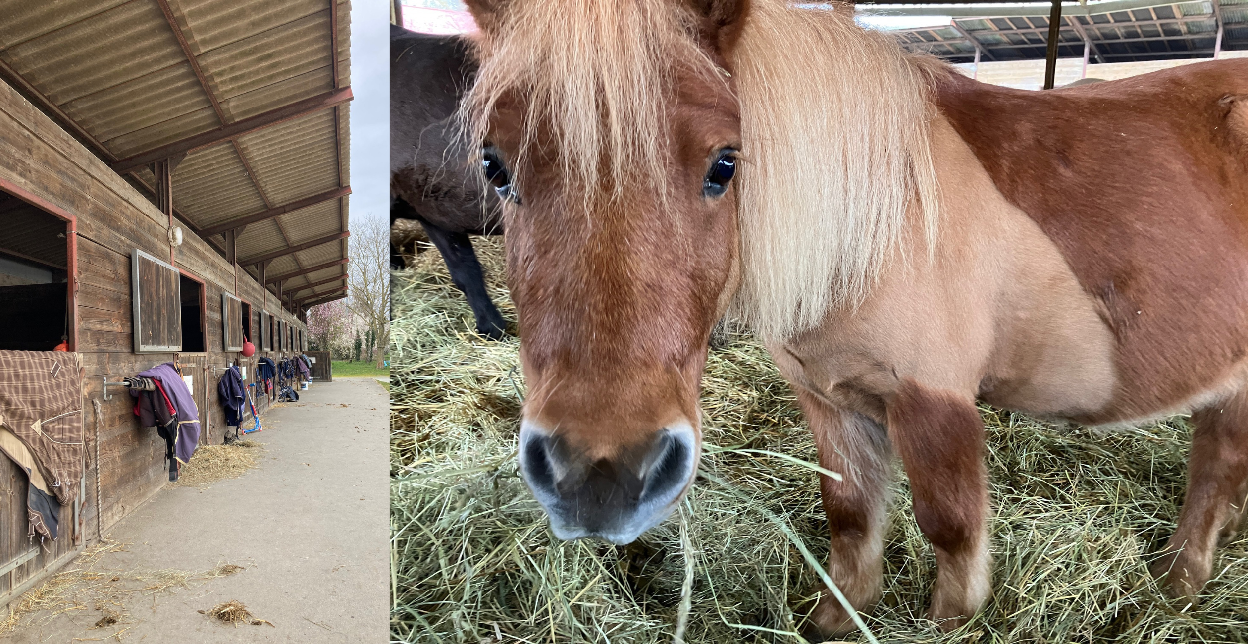 Les balades à poney des vacances à La Maison du Poney, près de La Rochelle