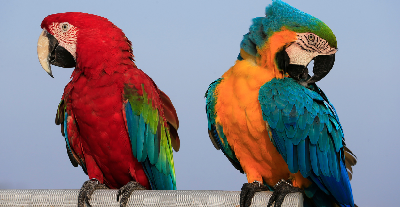 "Les animaux de toutes les couleurs" Atelier 4-6 ans au Muséum de La Rochelle