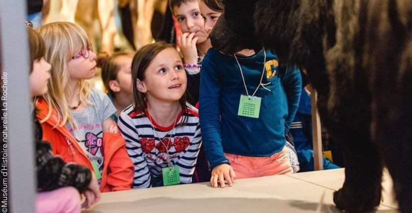 "Poils, plumes, écailles ?" Visite-atelier pour les 4-6 ans au Muséum de La Rochele