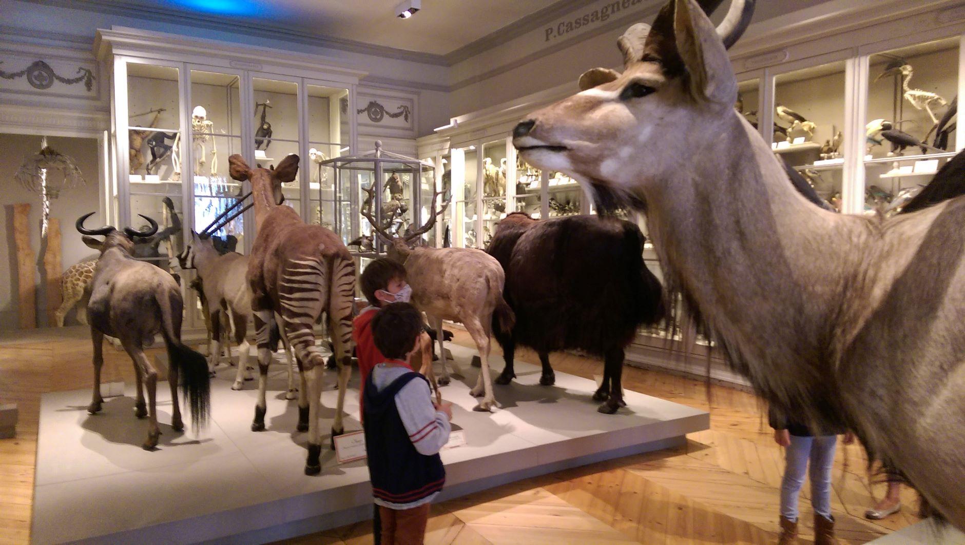 Journées du Patrimoine au Muséum d'Histoire Naturelle de La Rochelle
