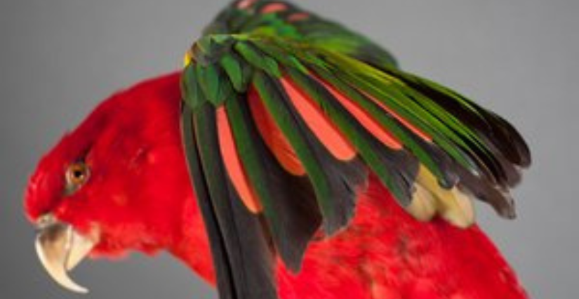 "Animaux de toutes les couleurs " visite en famille au Muséum de La Rochelle