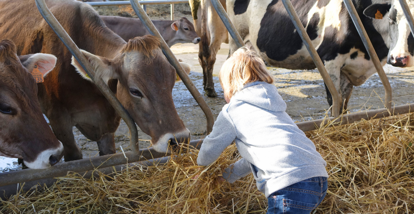 Visite et goûter à la Ferme du Bois des Moines à Benon, entre La Rochelle et Niort