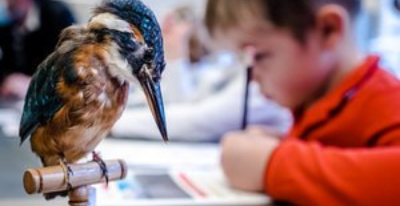 "Biodiversité locale : les oiseaux" atelier en famille au Muséum de La Rochelle