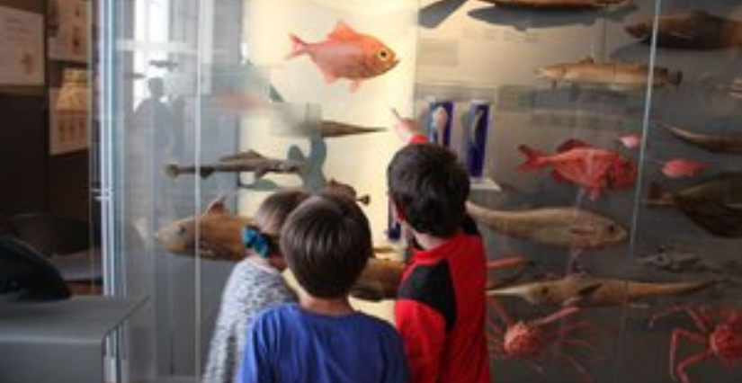 "Fish no chips" atelier en famille au Muséum d'Histoire Naturelle de La Rochelle