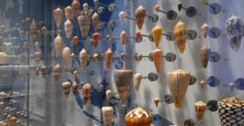 "Merveilleux coquillage tropicaux" atelier en famille au Muséum de La Rochelle 