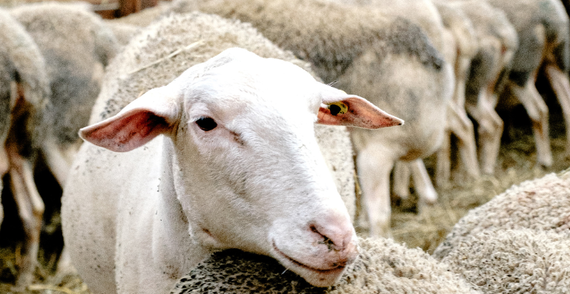 Visite gourmande à la bergerie La Houlette à La Devise, près de Surgères