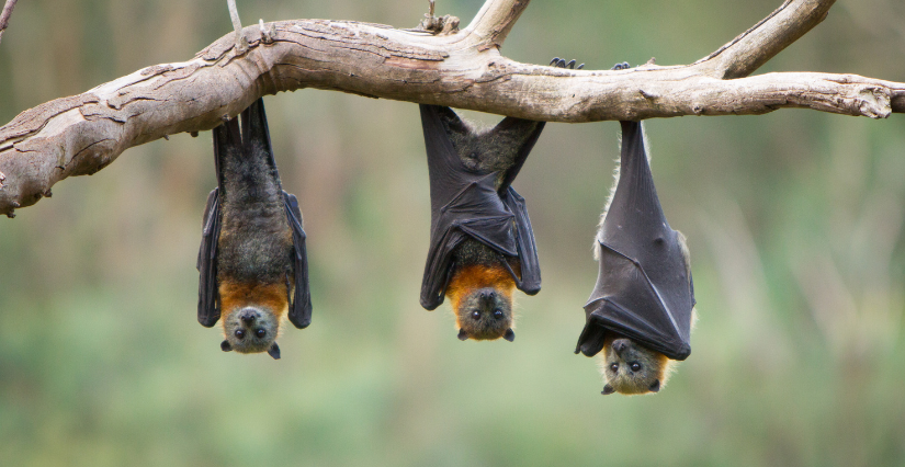 Apéro "Chiros", découverte de la chauve-souris à Cap' sur Maubert, sur l'estuaire de la Gironde
