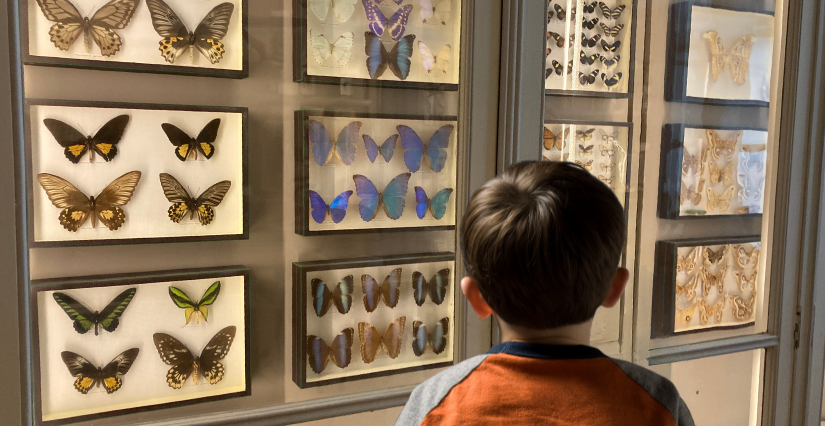 "Les animaux de toutes les couleurs" Atelier 4-6 ans au Muséum de La Rochelle