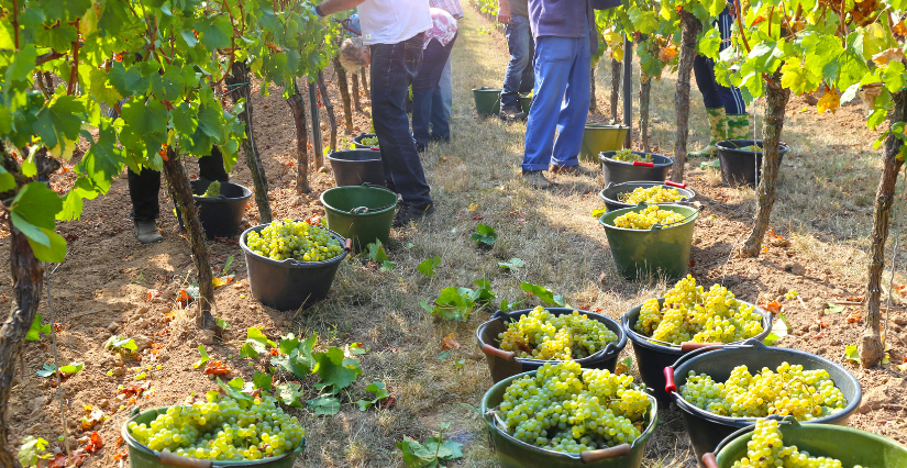 Fête des Vendanges et du Terroir au Phare de Chassiron, à Saint-Denis-d’Oléron