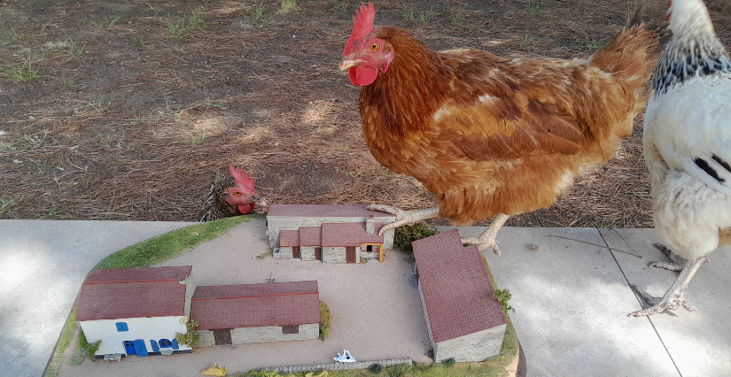 Atelier "Une aire de jeux pour poules" à la Maison éco-paysanne, Île d'Oléron