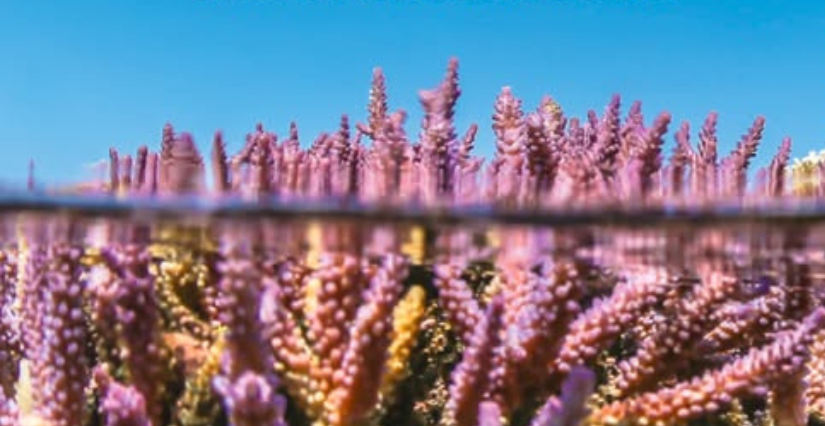 "A la découverte des récifs coralliens" en famille, au muséum de La Rochelle