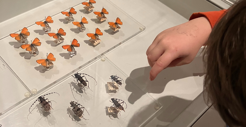 "Les insectes" atelier enfant au Muséum d'histoire naturelle de La Rochelle
