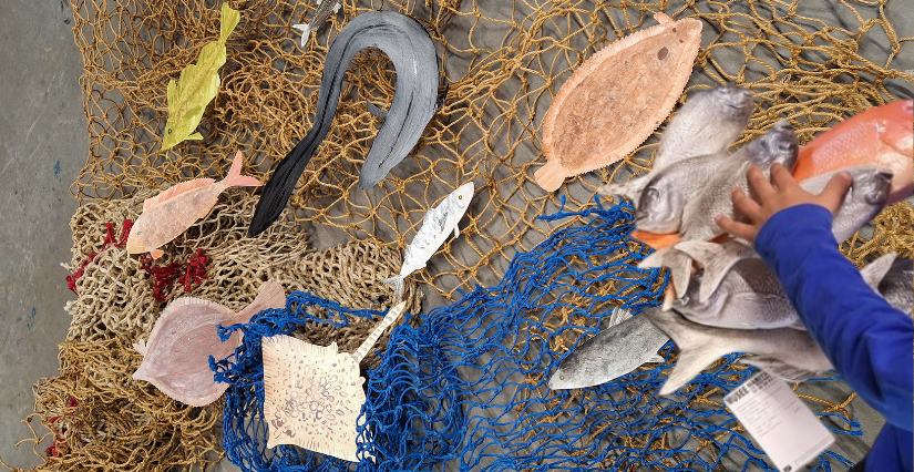 "Couleurs Poissons " animation ludique au Musée Maritime La Rochelle