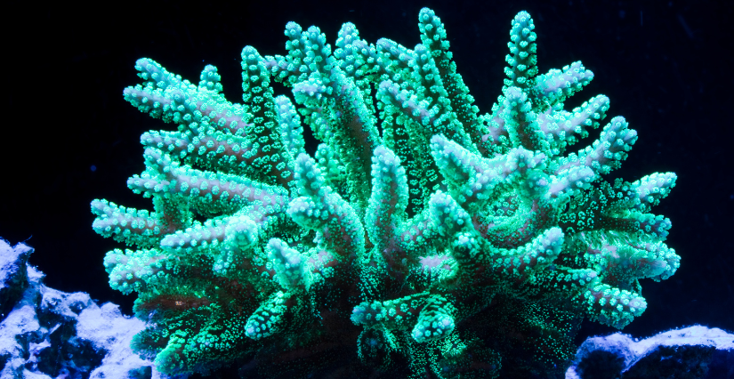 Exposition "Corail", à découvrir en famille au muséum de La Rochelle