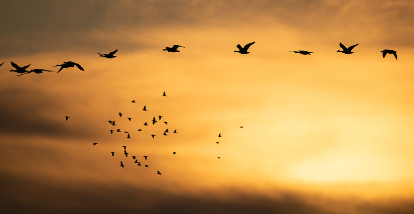 Balade crépusculaire à Cap' sur Maubert, pour la Fête de la Nature Balade crépusculaire à Cap' sur Maubert, pour la Fête de la Nature à St Fort sur Gironde