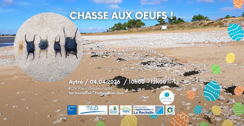 Sortie nature "Chasse aux oeufs" avec l'E.C.O.L.E de la mer à Aytré, près de La Rochelle