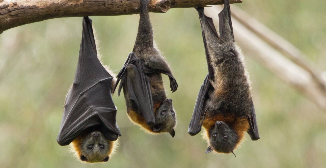 Nuit de la Chauve-souris au Moulin des Loges, à St Just Luzac