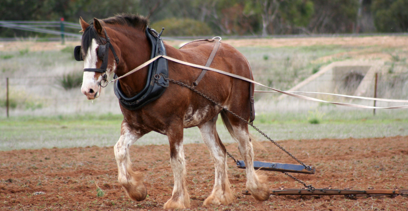 À la rencontre des chevaux de trait au travail, à Cap' sur Maubert, sur l'estuaire de la Gironde
