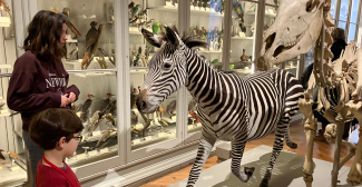 Le Muséum d'Histoire Naturelle de La Rochelle 